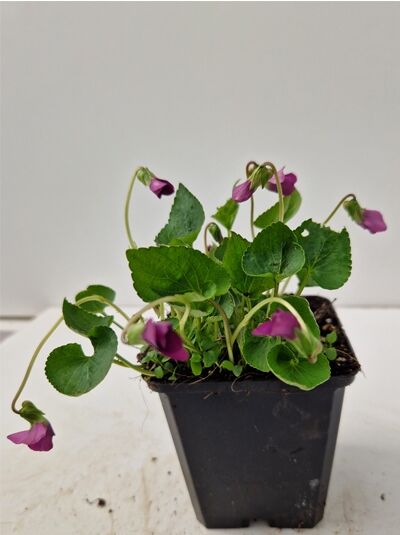 Pfingst-Veilchen 'Rubra' (Viola sororia 'Rubra') im Topf mit grünen Blättern und purpurfarbenen Blüten, P9