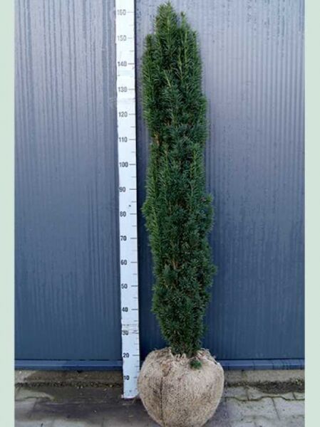 Taxus baccata 'Fastigiata Robusta' / Schmale Säulen-Eibe 125-150 cm m. B., säulenförmiger immergrüner Nadelstrauch mit Ballen