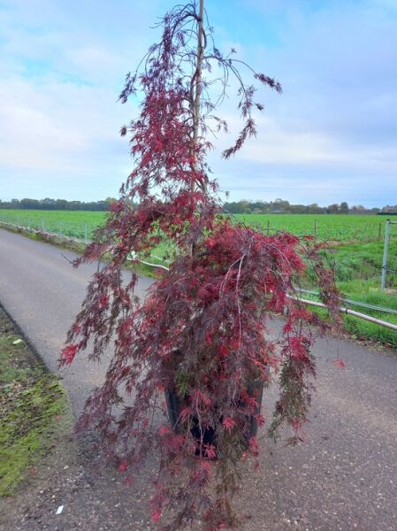 Fächer-Ahorn Inaba shidare (Acer palmatum 'Inaba shidare') 175-200 cm C90, rotes, fein geschlitztes, überhängendes Laub im Topf