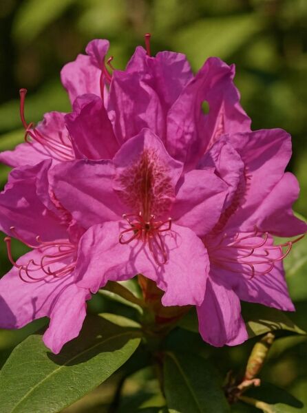Rhododendron Hybride 'Delta' (Rhododendron 'Delta') mit pinkfarbenen Blüten und grünen Blättern, Nahaufnahme.