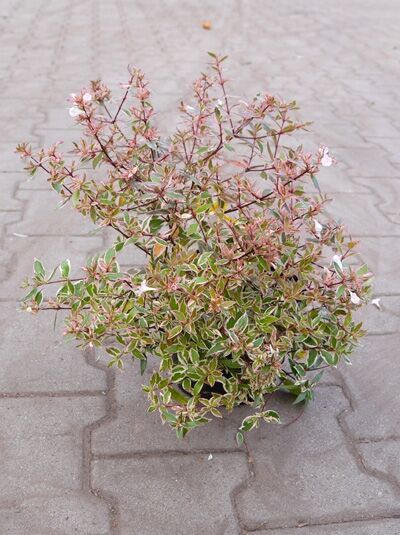 Abelia grandiflora 'Confetti' Großblumige Abelie mit grün-weiß-rosa Blattzeichnung, 25-30 cm, Pflanze im Topf C2.5