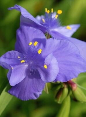 Dreimasterblume 'Eva' – Staude Mit Weißen Blüten, 50 Cm Hoch (im 9-cm-Topf)
