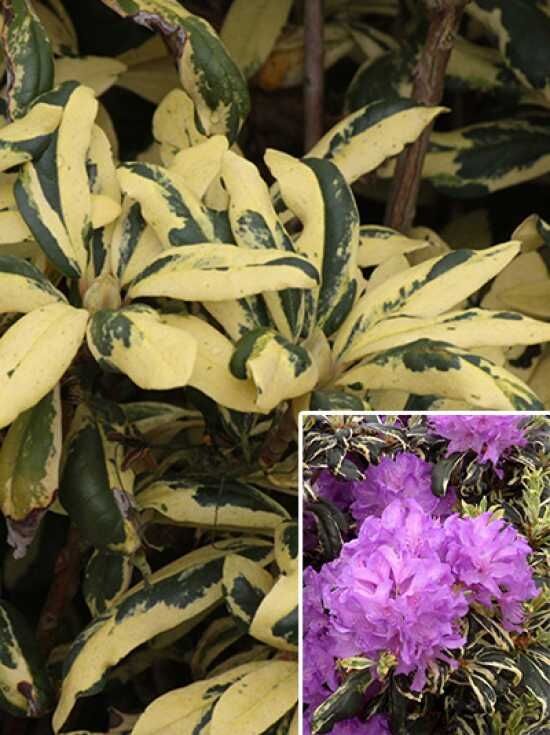 Rhododendron 'Carolina Spring' 200 cm breit x 250-275 cm hoch - Rhododendron  Hybride 'Carolina Spring'