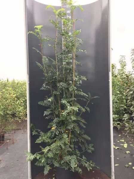 Sorbus aucuparia (Gemeine Eberesche/Vogelbeere) 200-250 cm C35, mehrtriebiger Jungbaum im Container mit gefiederten Blättern