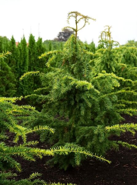 Taxus baccata 'Dovastoniana Aurea' / Gelbe Adlerschwingen-Eibe 150-175 cm m. Db., Nadelgehölz mit gelbgrünen Triebspitzen