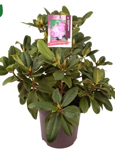 Rhododendron 'Germania' / Rhododendron Hybride 'Germania'