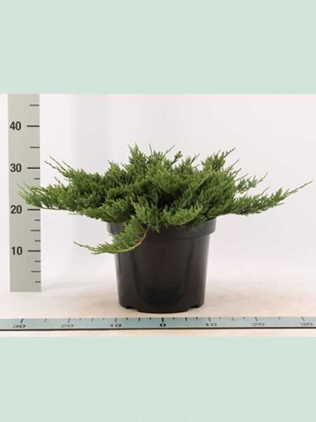 Juniperus horizontalis 'Blue Chip' / Blauer Kriech-Wacholder, flach wachsend im Topf, 40–50 cm breit, C7
