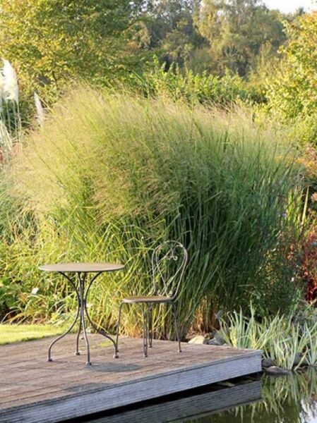 Panicum virgatum 'Cloud Nine' / Riesen-Rutenhirse 'Cloud Nine'