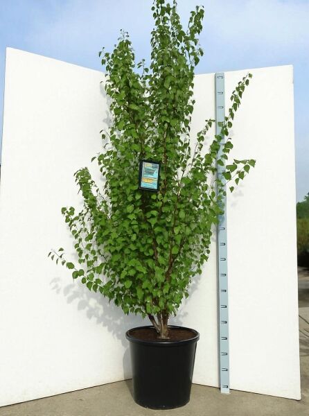 Cercidiphyllum japonicum Judasblatt (Kuchenbaum/Katsurabaum) 250-300 cm C50, mehrtriebiger Baum im schwarzen Pflanzcontainer.