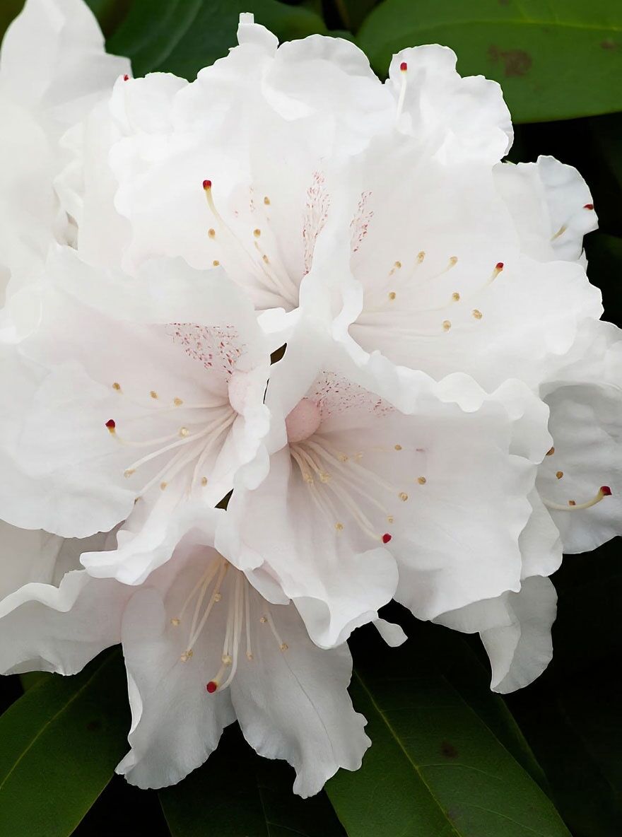 Rhododendron 'Schneekrone' - Rhododendron yakushimanum 'Schneekrone'