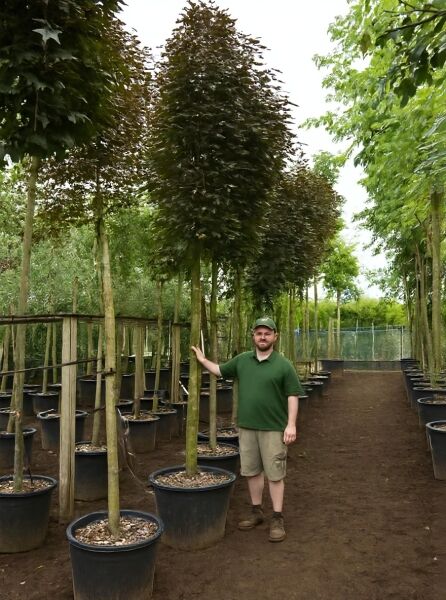 Spitz-Ahorn (Acer platanoides 'Crimson Sentry') Hochstamm 18-20 StU im Container mit dunkelrotem Laub in Baumschule