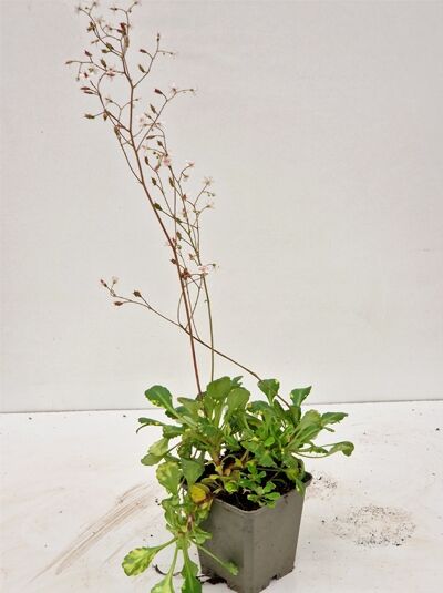 Saxifraga x urbium 'Aureopunctata' / Porzellanblümchen 'Aureopunctata', grüne Blattrosette im Pflanztopf mit hohen Blütenstielen.