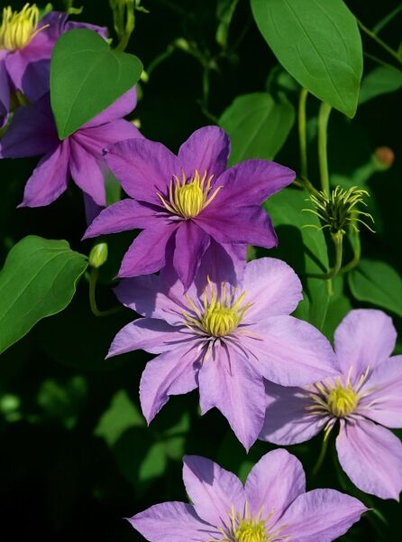 Waldrebe Clematis 'Justa' mit violett-lila Blüten und gelben Staubgefäßen, umgeben von grünen Blättern.