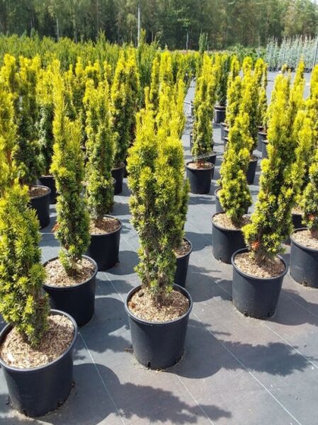 Gelbe Säulen-Eibe / Gelbe Säulen-Eibe