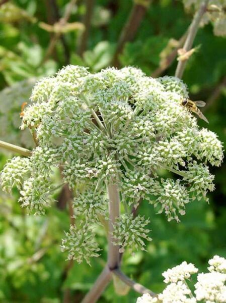 Echte Engelwurz / Angelica archangelica