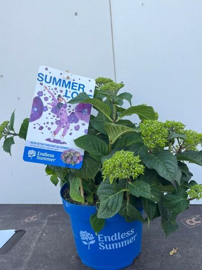 Bauern-Hortensie 'Endless Summer ®' lila - Hydrangea macrophylla 'Endless Summer ®' lila