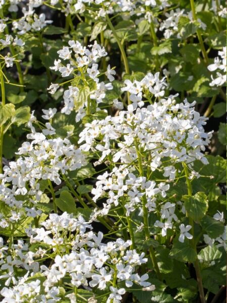 Scheinschaumkraut / Scheinschaumkraut