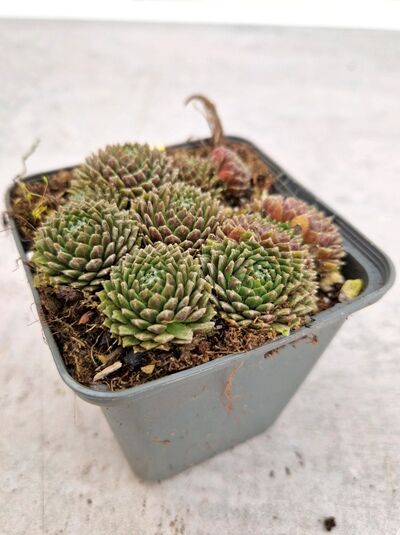 Sempervivum arachnoideum 'Weiße Feder' (Hauswurz, Steinrose) im Pflanztopf mit mehreren Rosetten, grün-rötlich gefärbt.