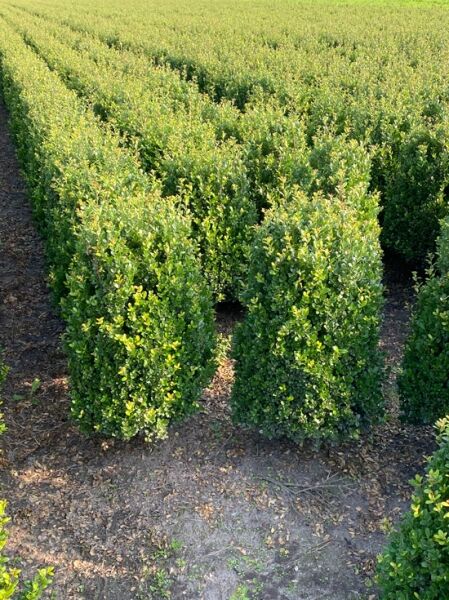 Japanische Stechpalme Ilex crenata 'Caroline Upright', aufrechter, dicht verzweigter Strauch im Feld, 100–125 cm, m. B.