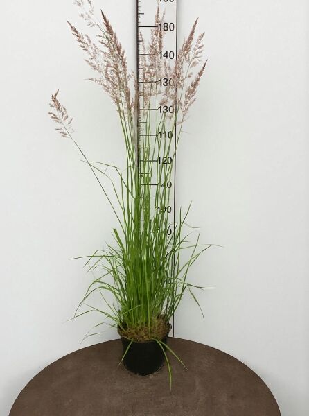 Försters Garten-Reitgras (Calamagrostis acutiflora) 'Karl Förster', 60–80 cm, C10, im Topf mit aufrechten Halmen und Rispen.