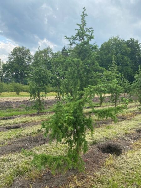 Korkenzieher-Lärche 'Diana' / Korkenzieher-Lärche 'Diana'