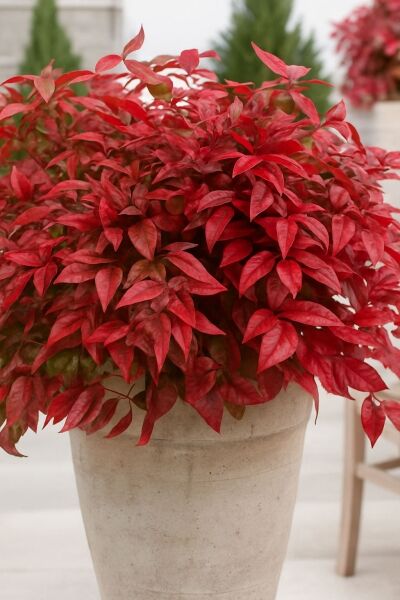 Himmelsbambus 'Blush Pink' / Nandine 'Blush Pink' / Himmelsbambus 'Blush Pink' / Nandine 'Blush Pink'