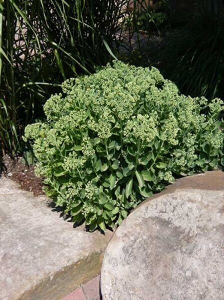 Herbst-Fetthenne / Garten-Fettblatt / Herbst-Fetthenne / Garten-Fettblatt