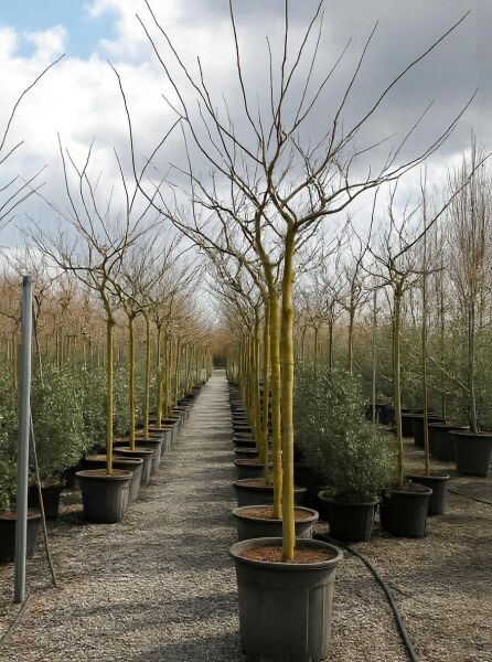 Roter Seidenbaum Albizia julibrissin 'Summer Chocolate', Hochstamm 14-16 StU im Container, laublose Krone im Topf.