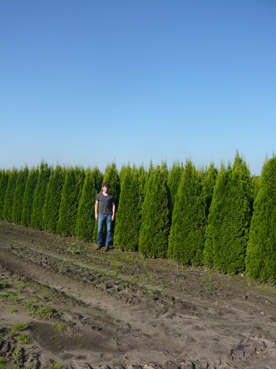 Lebensbaum 'Smaragd' / Smaragd-Lebensbaum - Thuja occidentalis 'Smaragd'