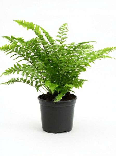 Echter Wurmfarn (Dryopteris filix-mas) C3 im Kunststofftopf mit grünen, gefiederten Wedeln.
