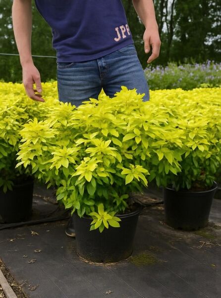 Orangenblume Choisya ternata 'Sundance®' 50-60 cm C20, gelbgrünes Laub im schwarzen Pflanztopf in der Baumschule.