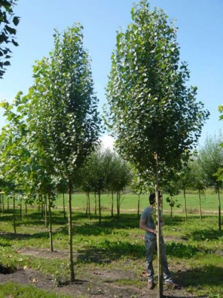 Pyramiden-Pappel / Säulen-Pappel / Italienische Pappel / Pyramiden-Pappel / Säulen-Pappel / Italienische Pappel