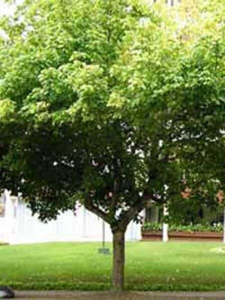 Eschen-Ahorn / Box Elder / Acer negundo