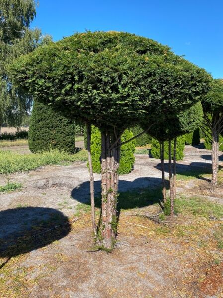 Taxus baccata 200 cm breit x 270 cm hoch Stammhöhe 160 cm / Heimische Eibe Schirm (Nr.1211)