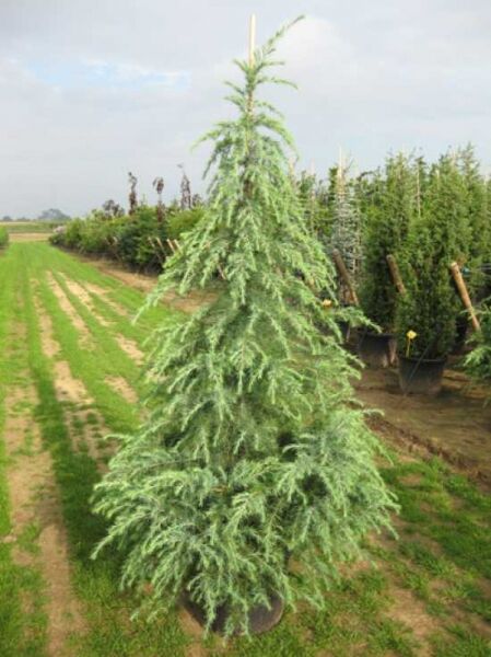 Himalaja-Zeder (Cedrus deodara) 250–300 cm C70, aufrechter Nadelbaum im Container mit überhängenden Zweigen.