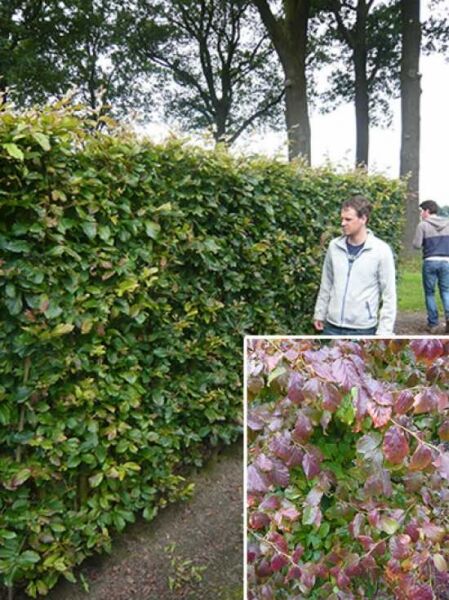 Parrotia persica 'Vanessa' / Eisenholzbaum 'Vanessa' / Fertighecke / Heckenelement 200 cm