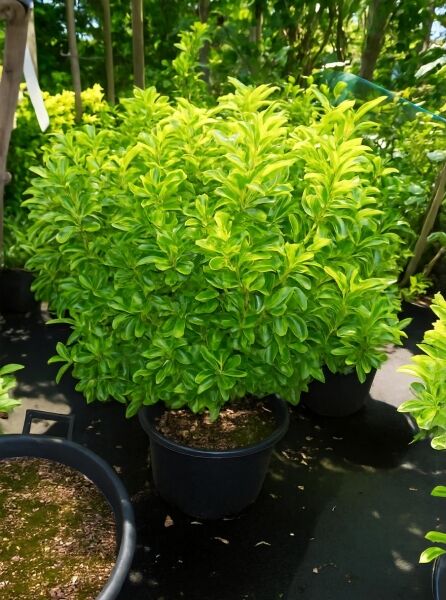Japanischer Spindelstrauch 'Aureus' (Euonymus japonicus 'Aureus') im schwarzen C30-Container, 100–125 cm, gelbgrünes Laub.
