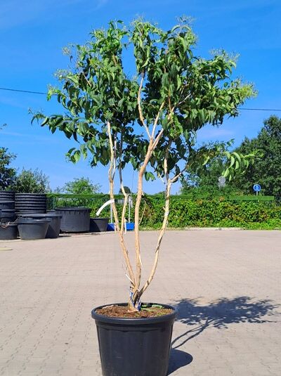 Sieben-Söhne-des-Himmels-Strauch 'mehrstämmig' 250-300 cm / Heptacodium miconioides (1577172)
