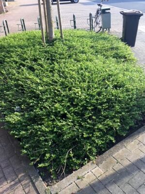 Bschungsmyrthe - Lonicera pileata - Baumschule NewGarden