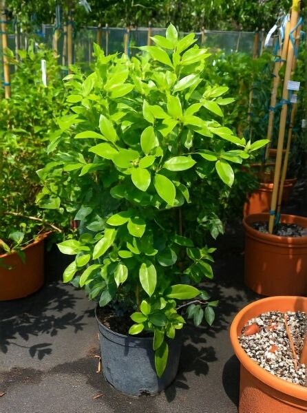 Viburnum tinus 'Eve Price' / Mittelmeer-Schneeball 'Eve Price', 60–80 cm, C12, buschige Pflanze im Container mit grünen Blättern