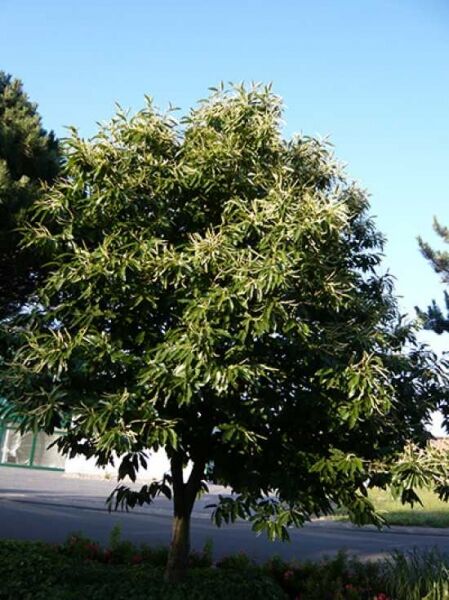 Castanea sativa 'Glabra' / Esskastanie