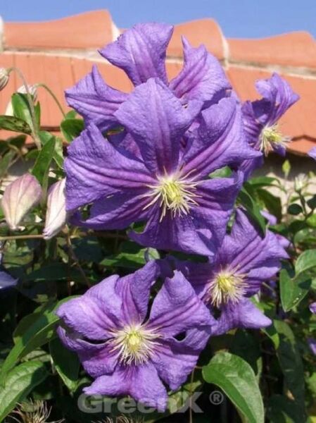 Waldrebe 'Perle d'Azur' / Clematis 'Perle d'Azur'