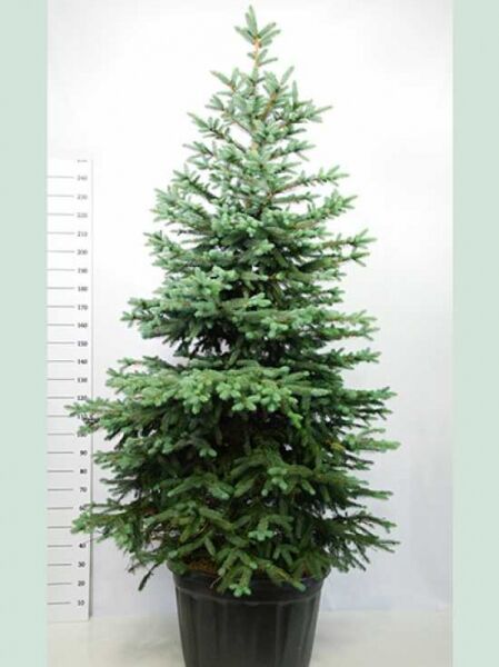 Picea pungens 'Glauca' / Blaue Stech-Fichte, ca. 200–250 cm, im Container C125, aufrecht wachsend mit blaugrünen Nadeln.