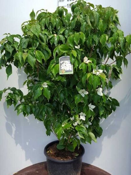 Japanischer Blumen-Hartriegel Cornus kousa 'Schmetterling', 150-175 cm, C50, im Topf mit grünem Laub und weißen Blüten.