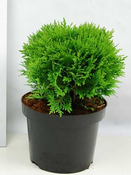Thuja occidentalis 'Danica' / Lebensbaum 'Danica', kugelig wachsend, im Topf, 20-25 cm, C2