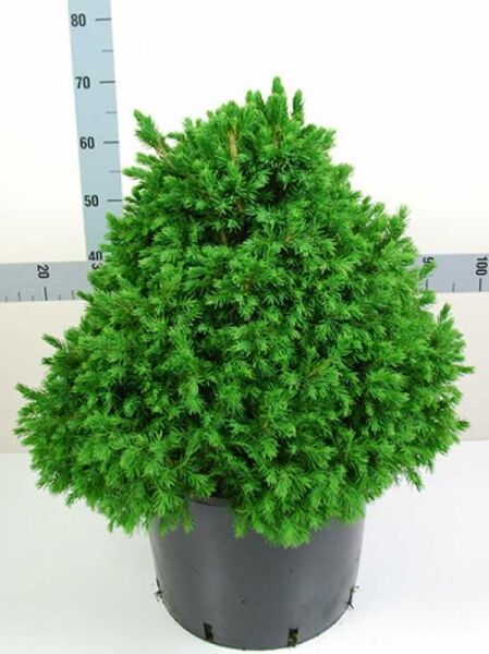 Gemeine Fichte 'Tompa' / Picea abies 'Tompa'
