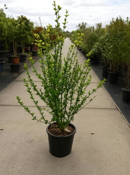 Garten-Eibisch 'Ardens' (Hibiscus syriacus 'Ardens') Strauch im Topf, Variante 125-150 cm, C30.