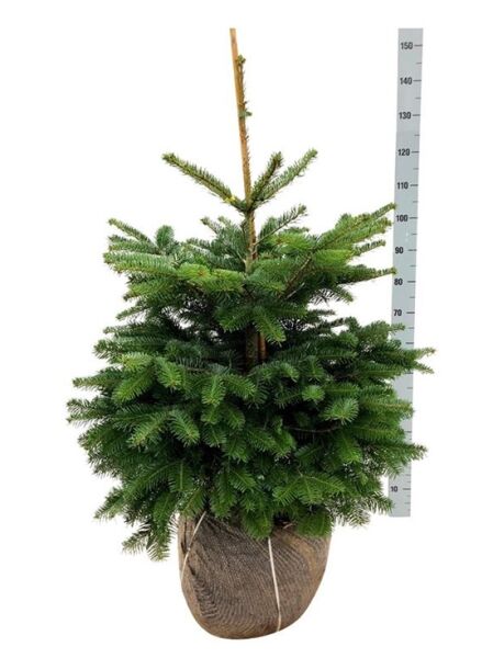 Nordmanns-Tanne / Kaukasus-Tanne - Abies nordmanniana