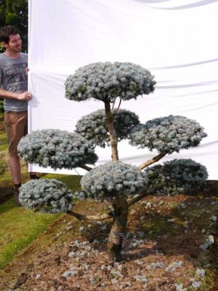 Garten-Bonsai (0006) / Picea pungens 'Glauca' H: 150 B: 150 cm