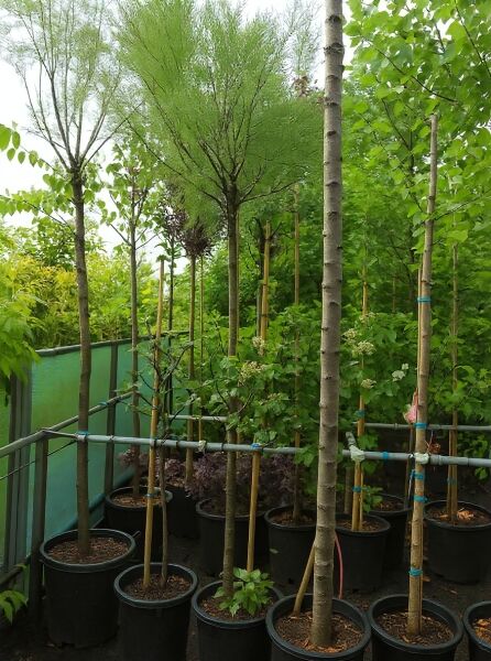 Viermännige Tamariske (Tamarix tetrandra) Hochstamm 14-16 StU im Container, schlanker Stamm mit buschiger Krone im Topf
